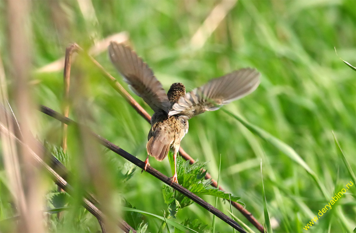   Grasshopper Warbler Locustella naevia