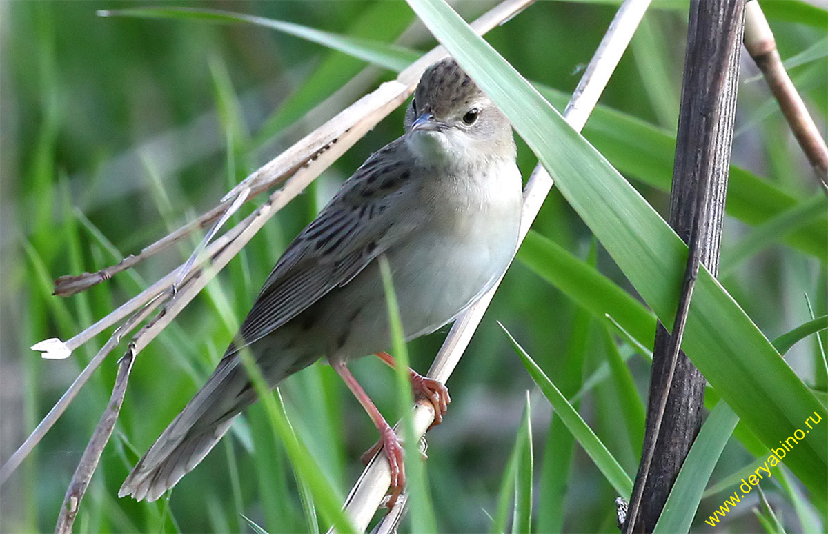   Grasshopper Warbler Locustella naevia