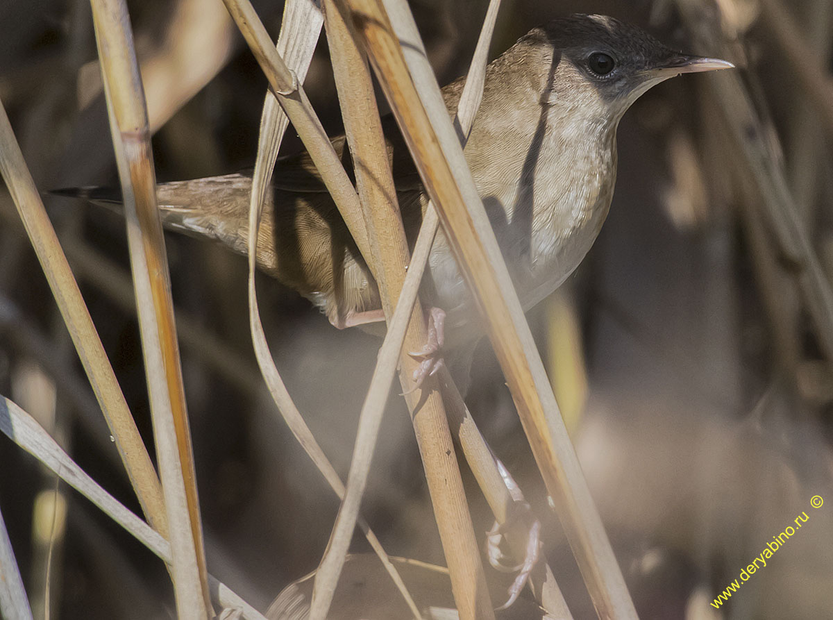   Locustella luscinioides Savi's Warbler