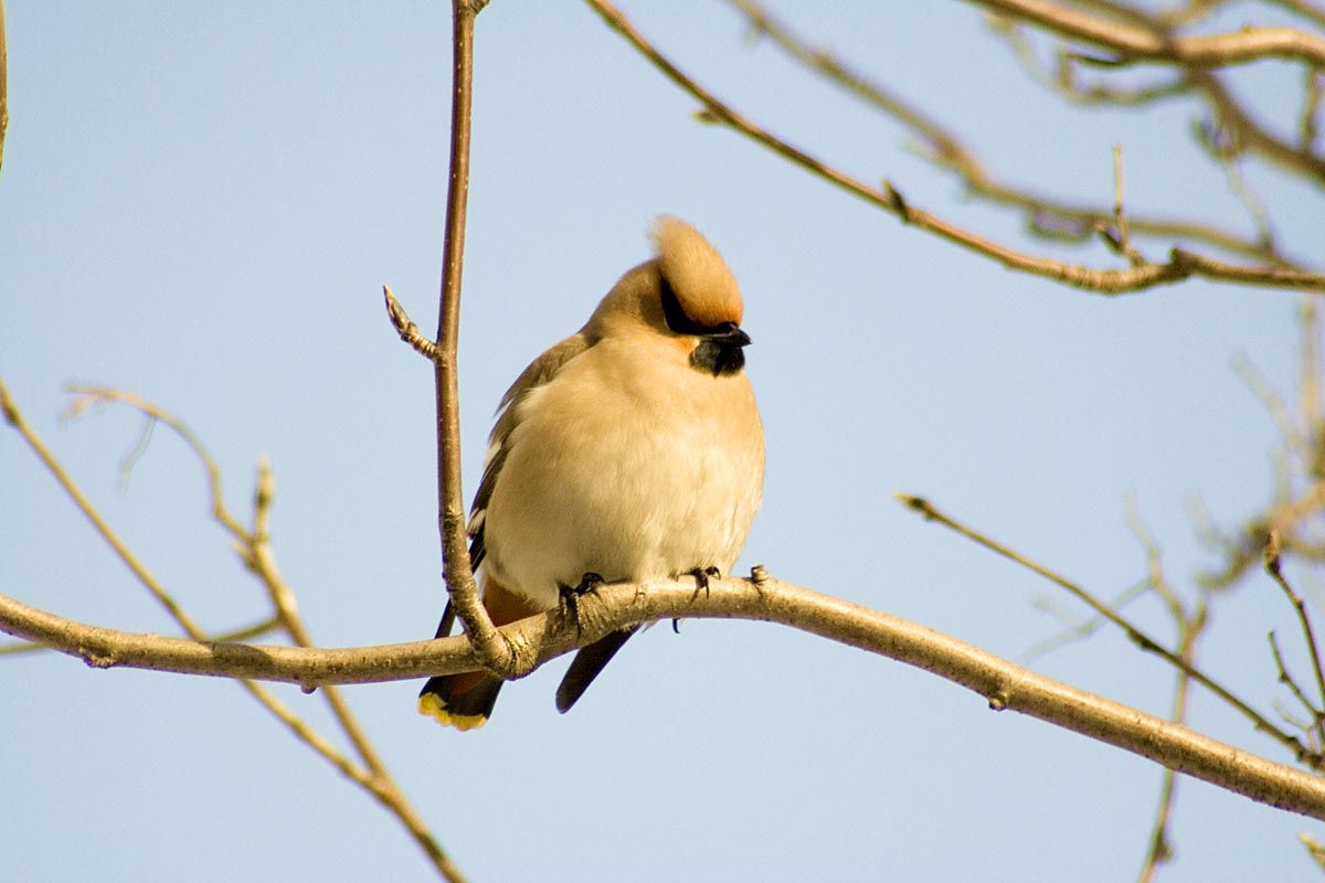  Bombycilla garrulus Bohemian Waxwing