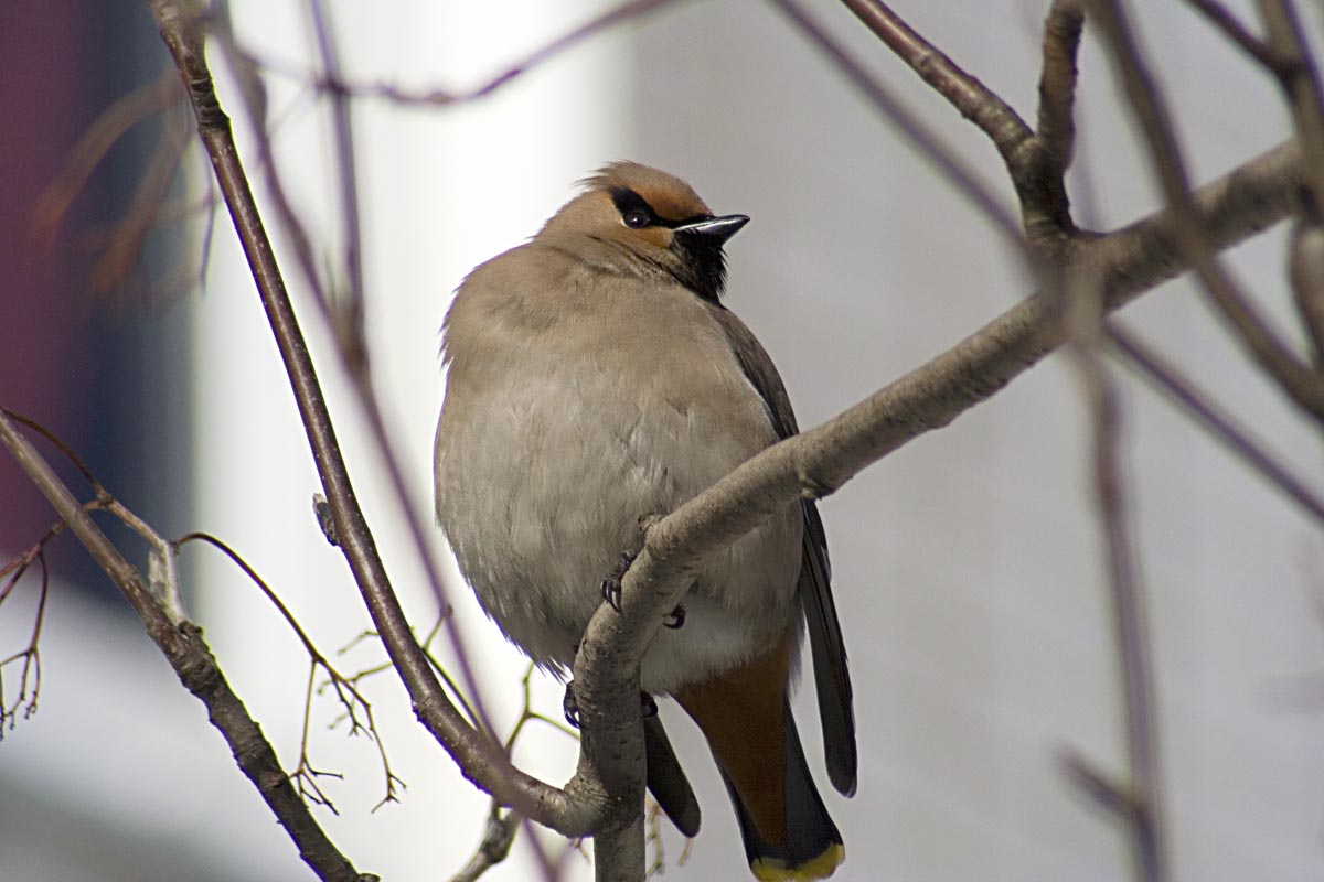  Bombycilla garrulus Bohemian Waxwing