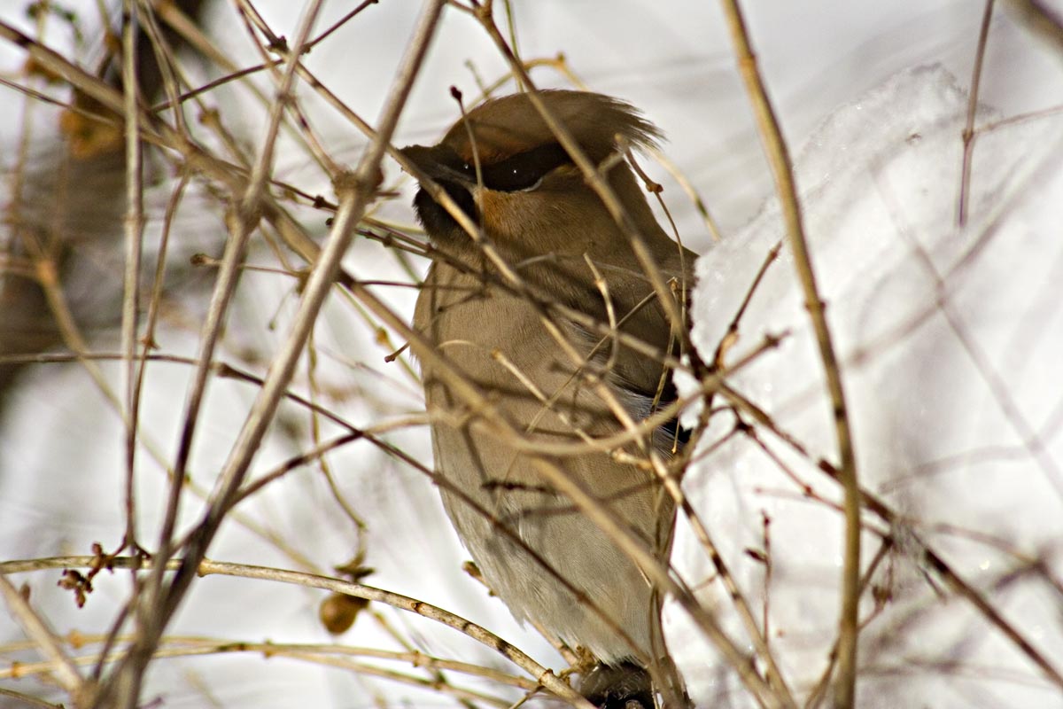  Bombycilla garrulus Bohemian Waxwing