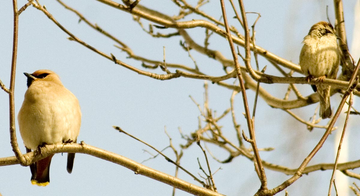  Bombycilla garrulus Bohemian Waxwing