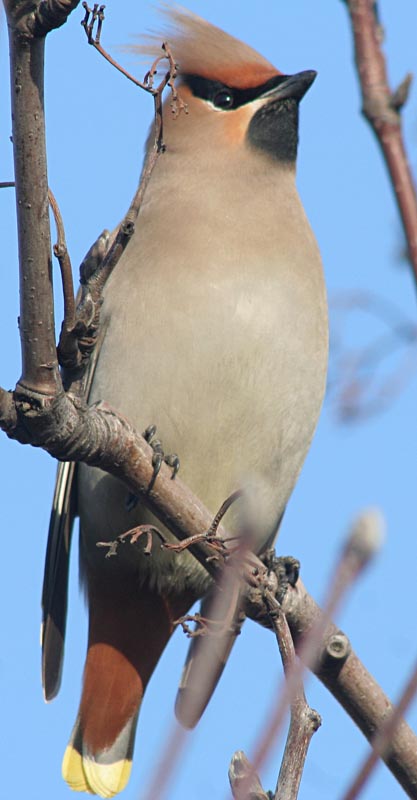  Bombycilla garrulus Bohemian Waxwing