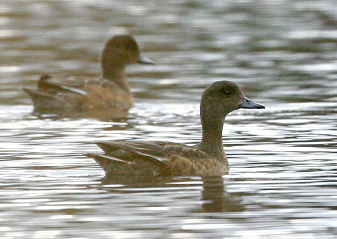  Anas penelope Eurasian Wigeon