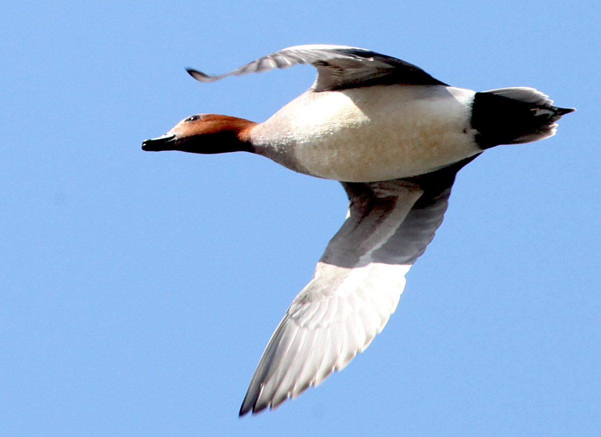  Anas penelope Eurasian Wigeon