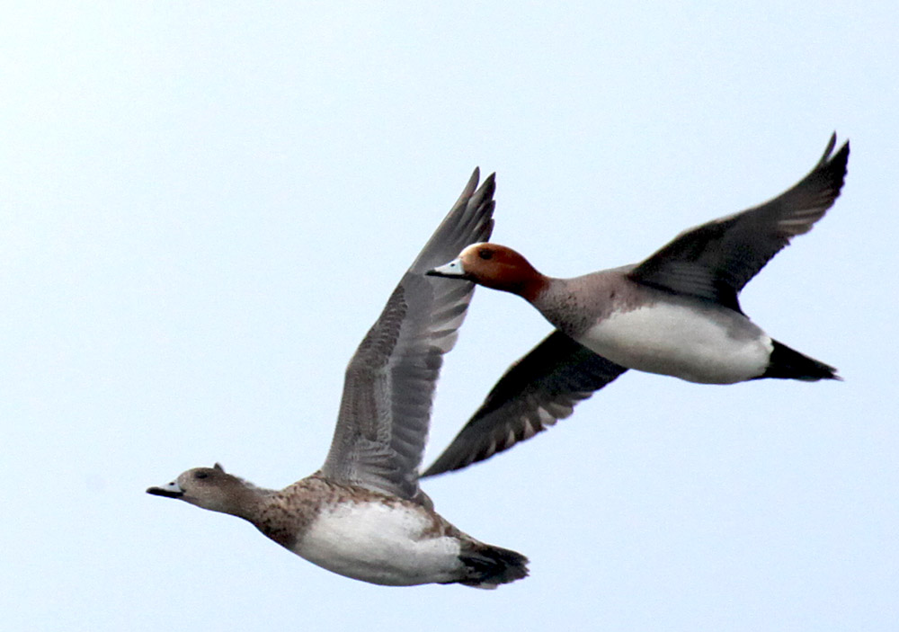  Anas penelope Eurasian Wigeon