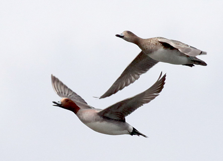  Anas penelope Eurasian Wigeon