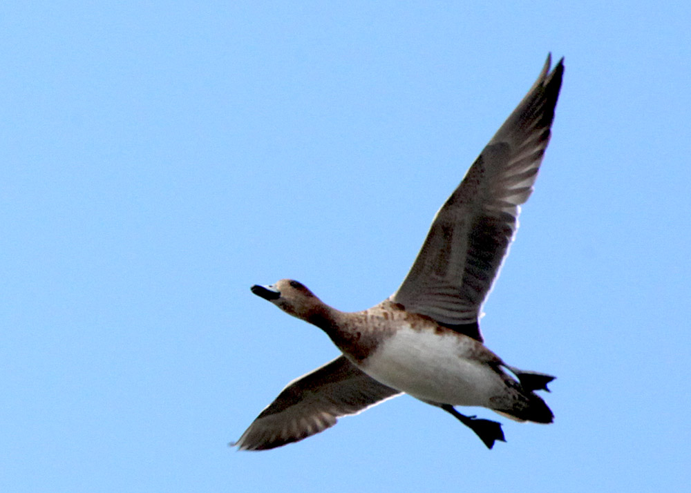  Anas penelope Eurasian Wigeon