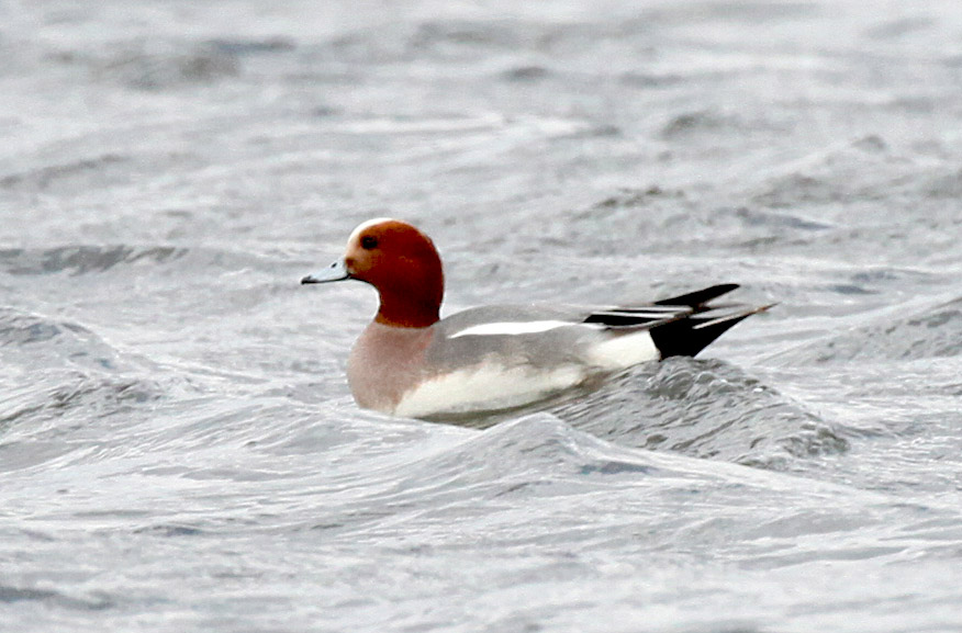  Anas penelope Eurasian Wigeon