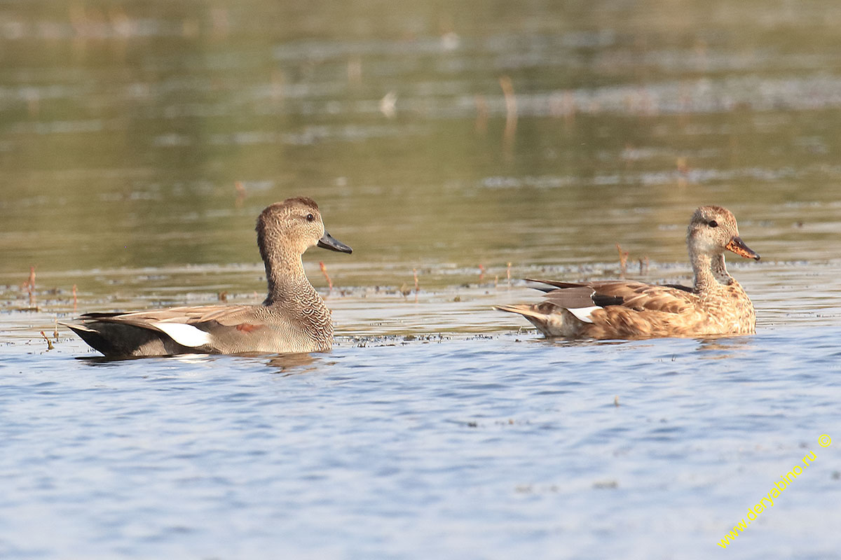  Anas penelope Eurasian Wigeon