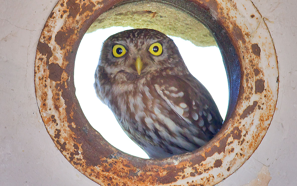   Athene noctua Little owl