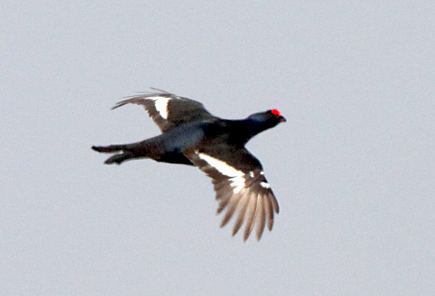  Lyrurus tetrix Eurasian Black Grouse