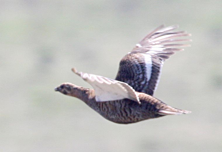  Lyrurus tetrix Eurasian Black Grouse