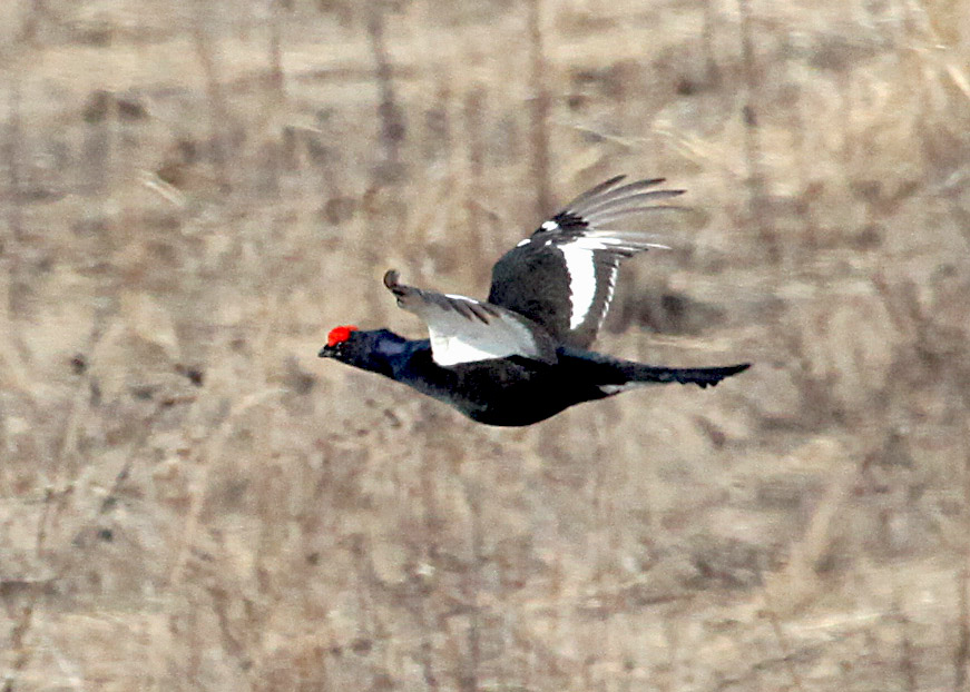  Lyrurus tetrix Eurasian Black Grouse