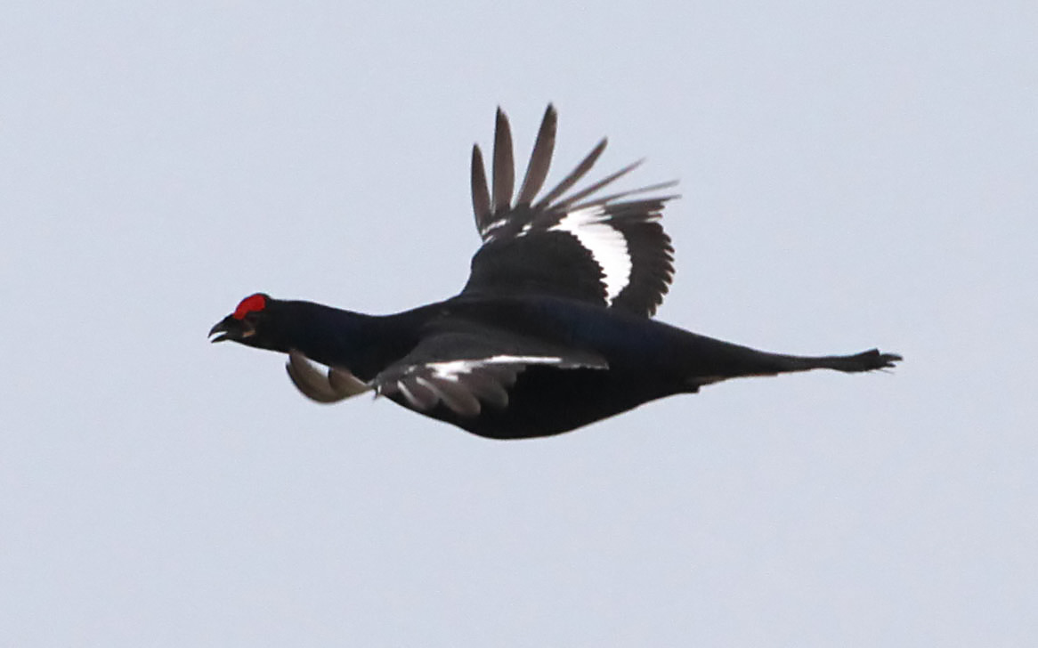  Lyrurus tetrix Eurasian Black Grouse