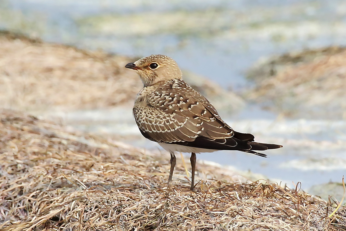   Glareola pratincola Collared pratincole