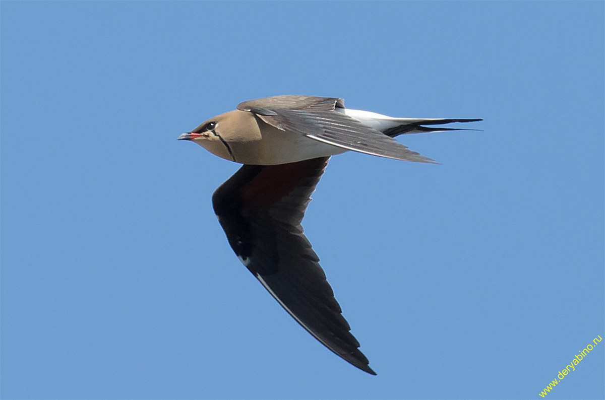   Glareola pratincola Collared pratincole