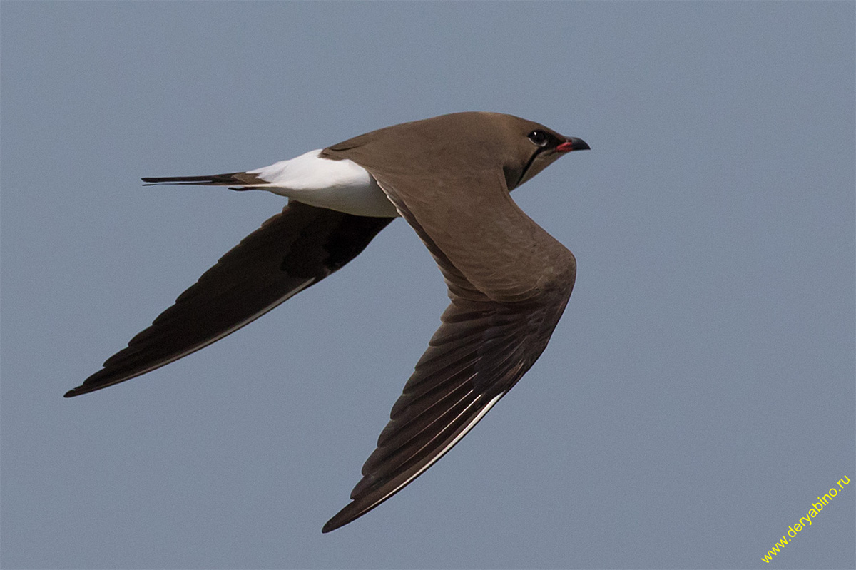   Glareola pratincola Collared pratincole