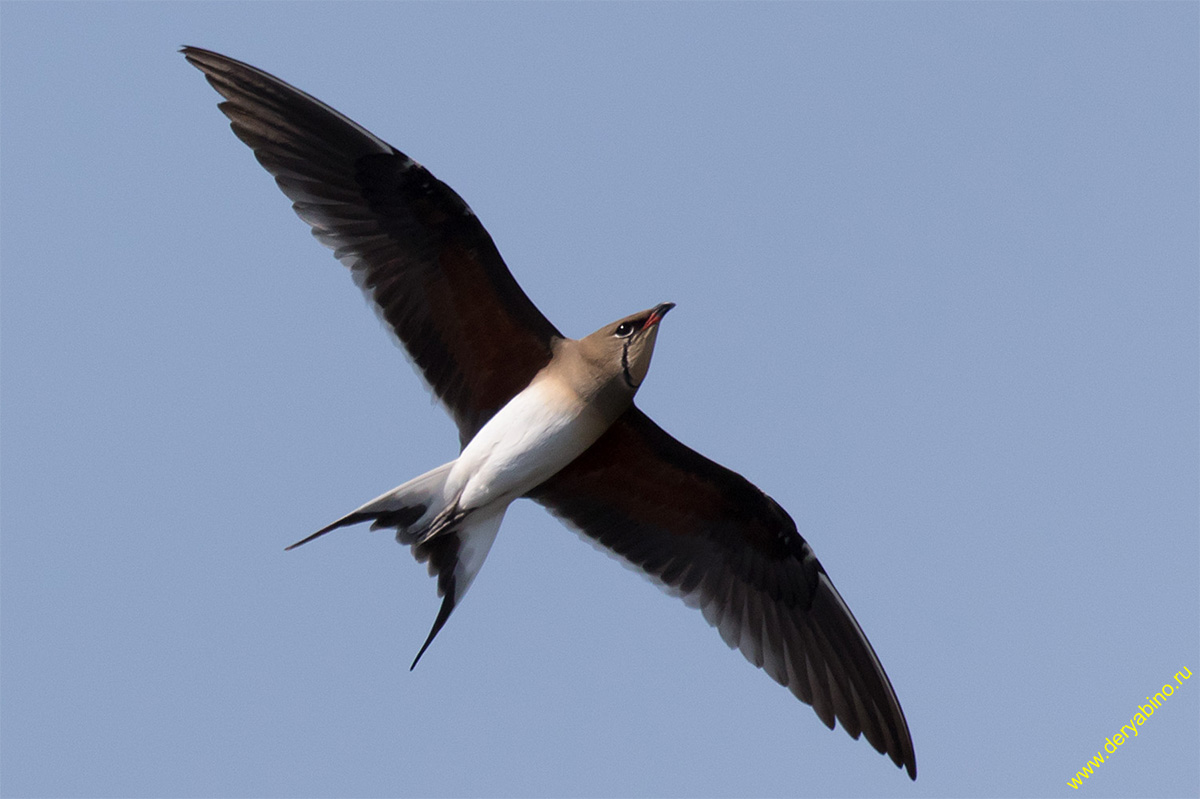   Glareola pratincola Collared pratincole