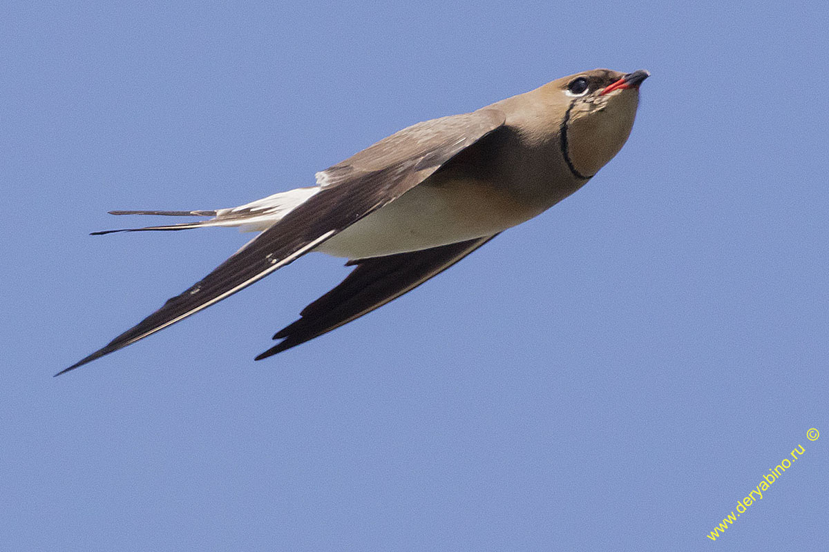   Glareola pratincola Collared pratincole