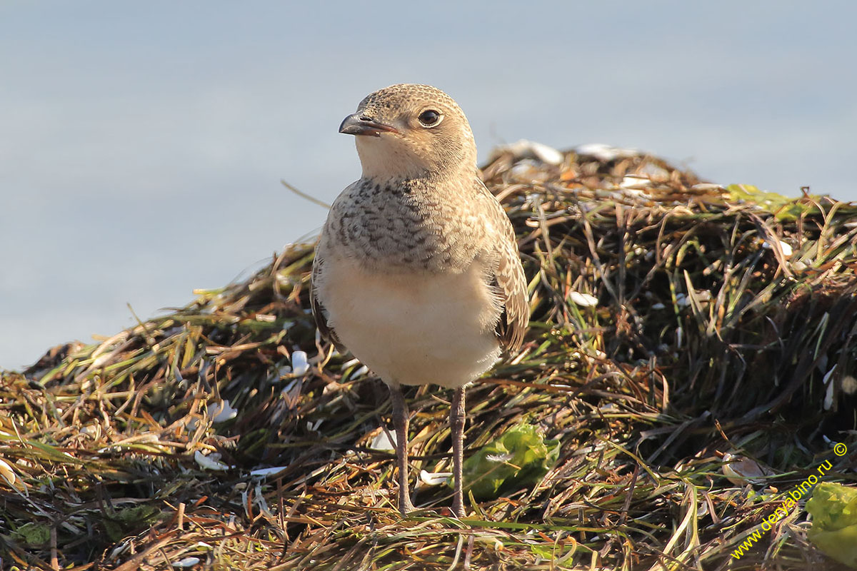   Glareola pratincola Collared pratincole