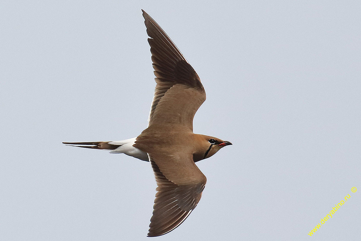   Glareola pratincola Collared pratincole