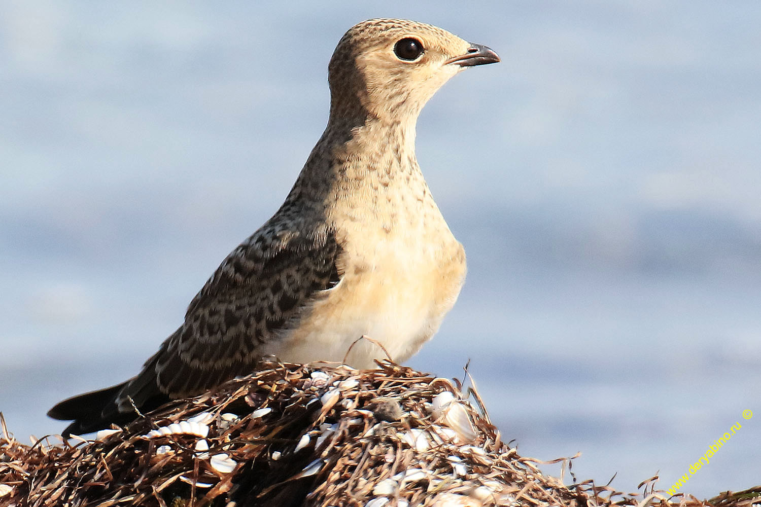   Glareola pratincola Collared pratincole