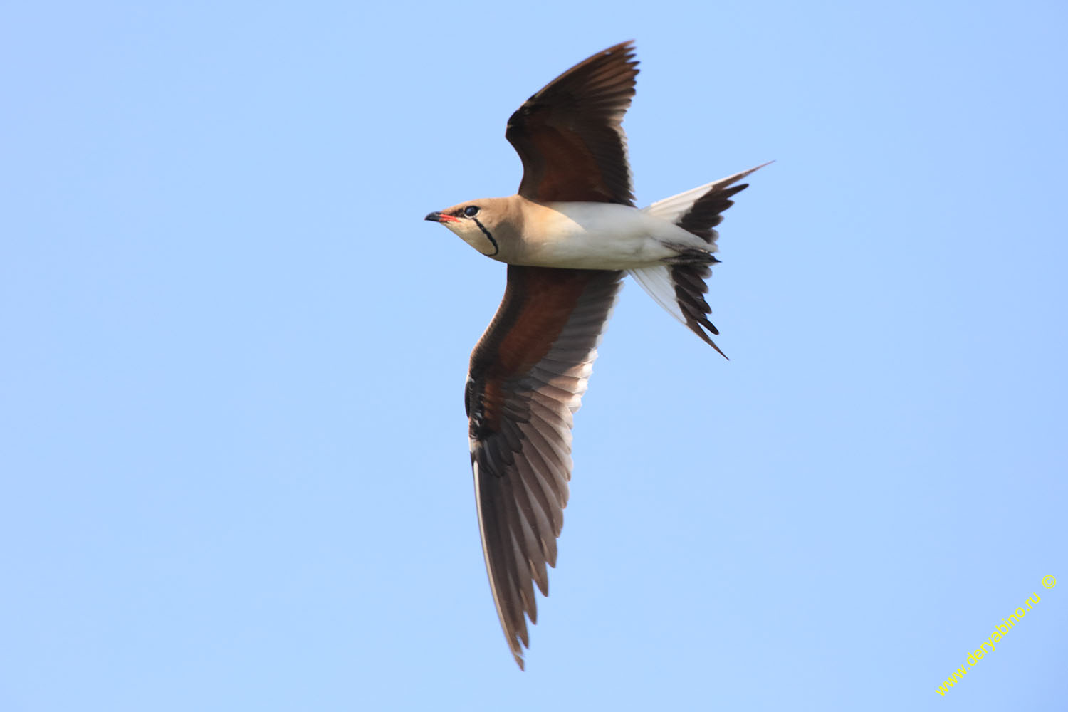   Glareola pratincola Collared pratincole