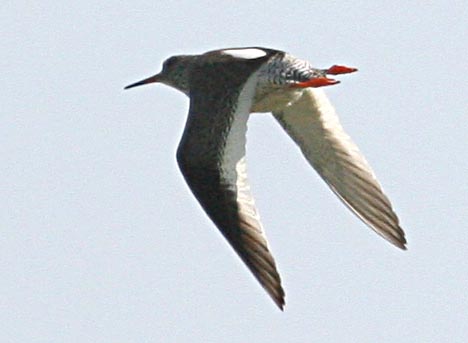  Tringa totanus Common Redshank