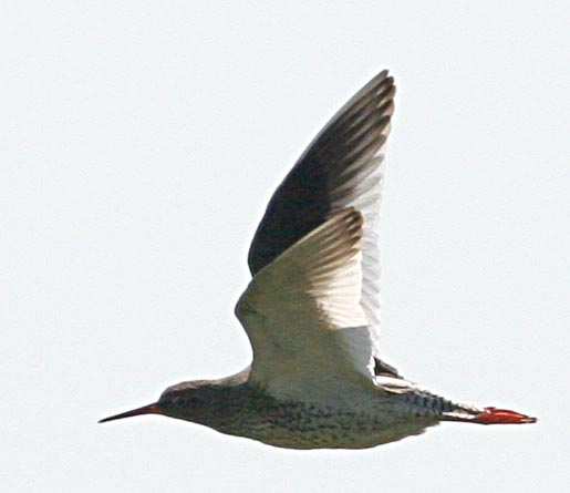  Tringa totanus Common Redshank