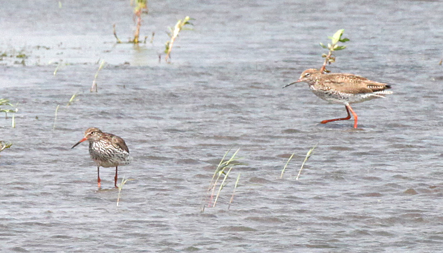  Tringa totanus Common Redshank