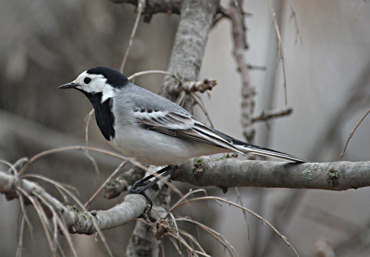  Motacilla alba White Wagtail