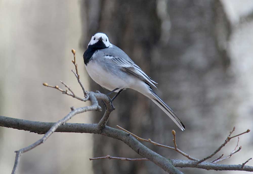  Motacilla alba White Wagtail