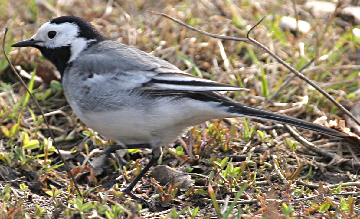  Motacilla alba White Wagtail