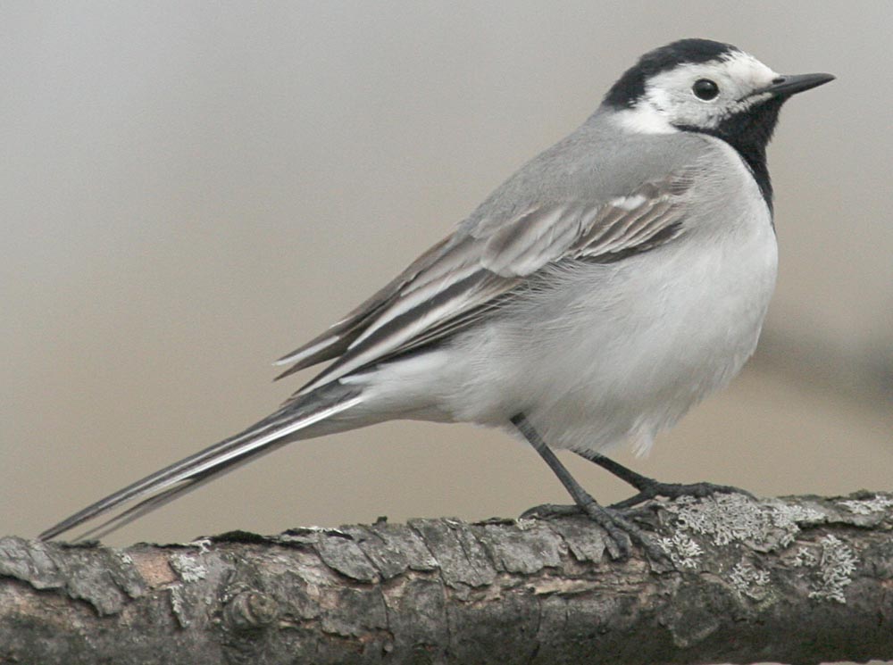  Motacilla alba White Wagtail