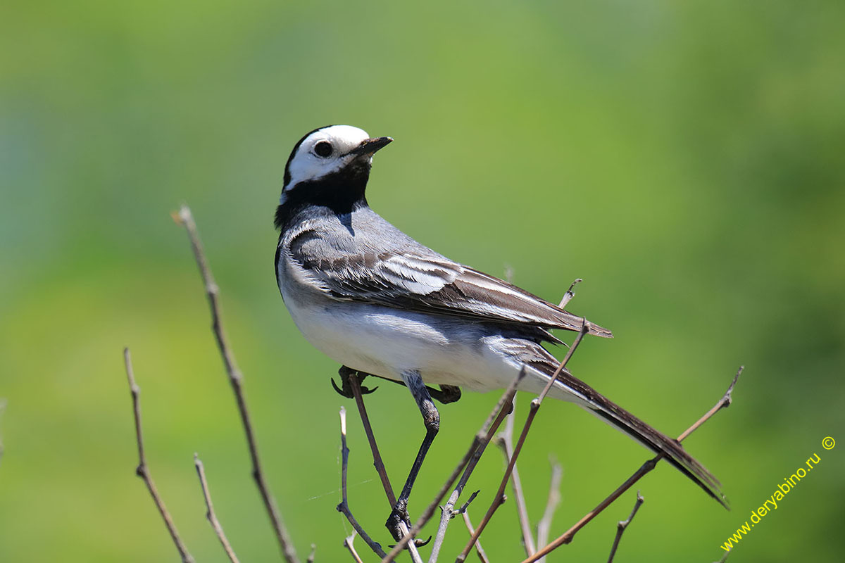  Motacilla alba White Wagtail