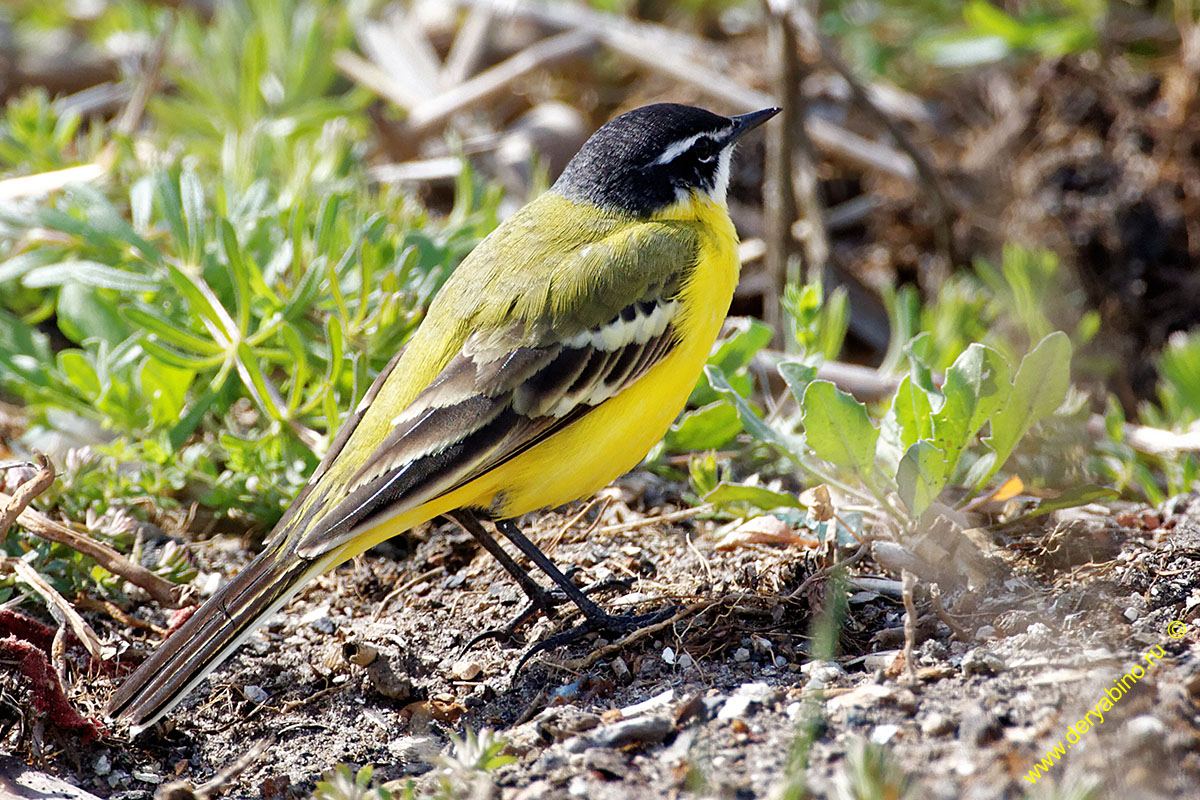   Motacilla feldegg Black-headed Wagtail