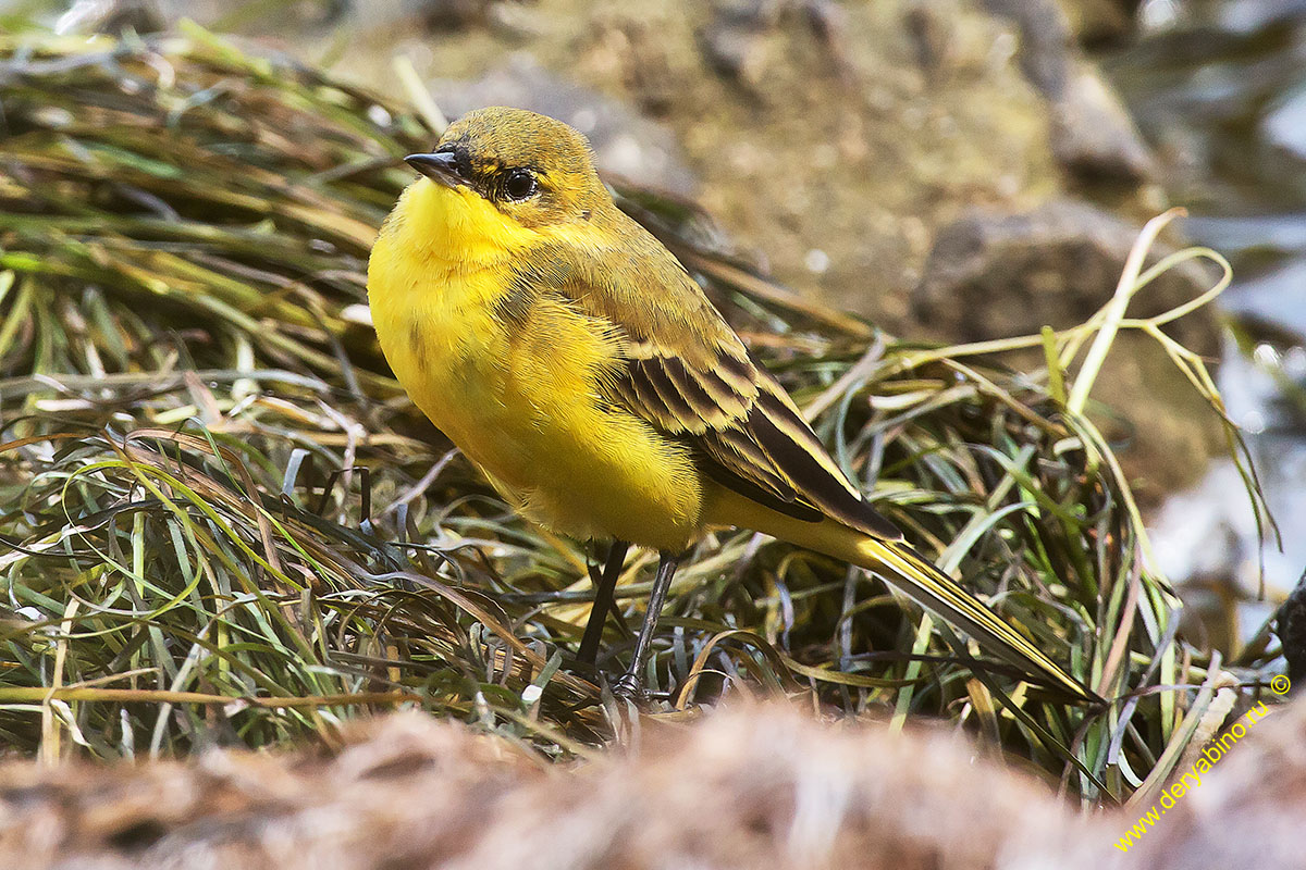   Motacilla feldegg Black-headed Wagtail