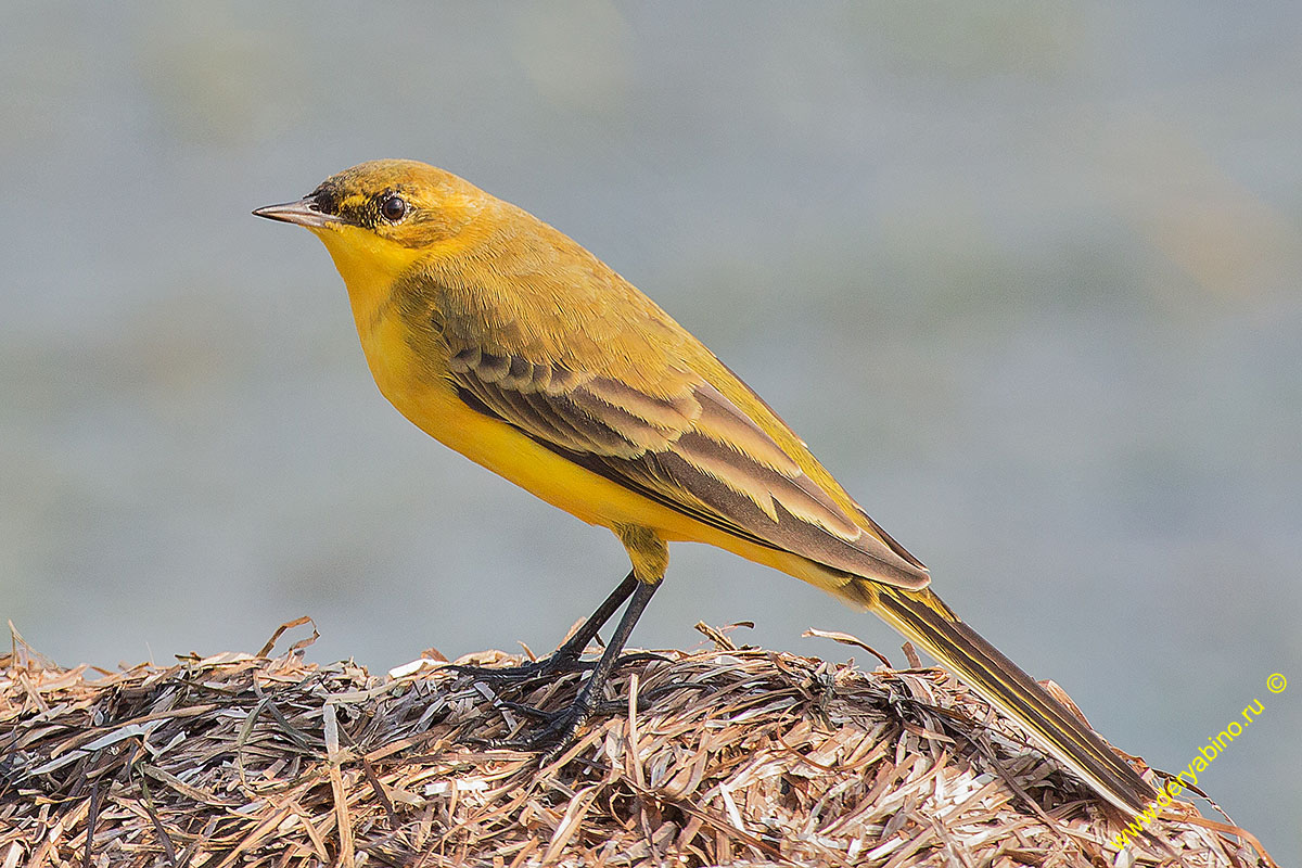   Motacilla feldegg Black-headed Wagtail