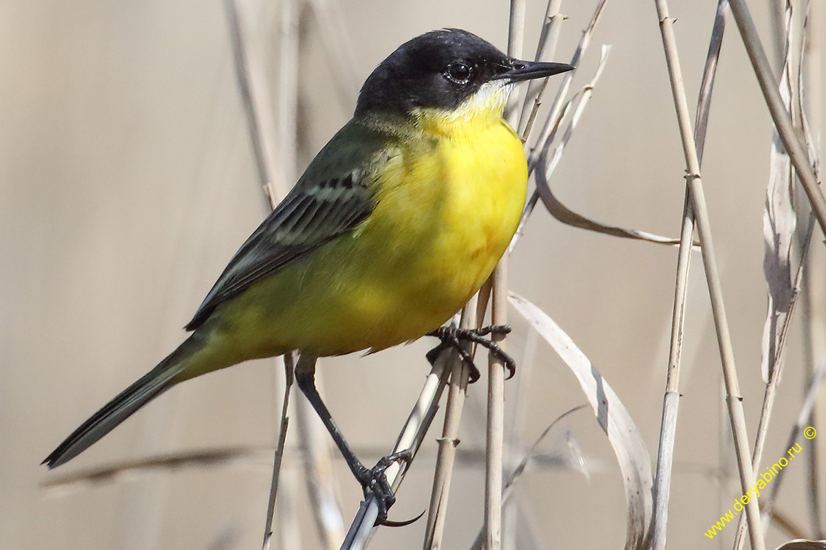   Motacilla feldegg Black-headed Wagtail