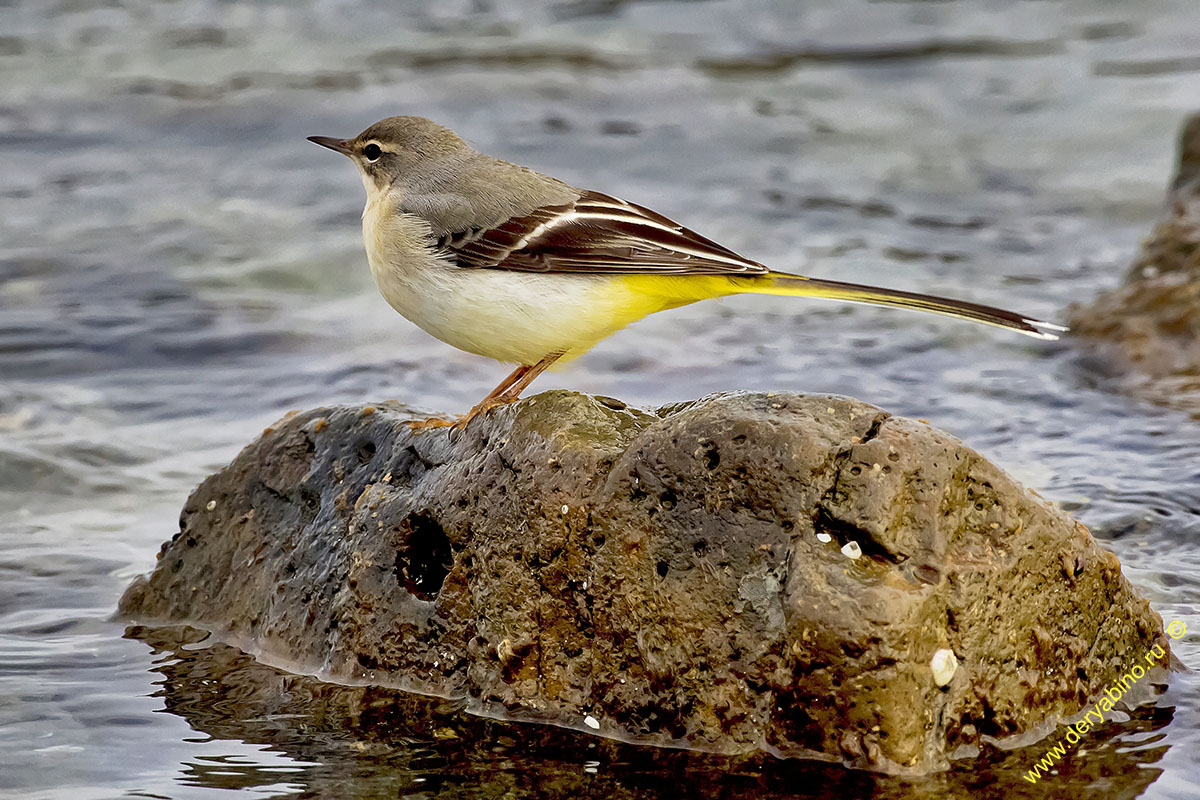   Motacilla cinerea Grey wagtail