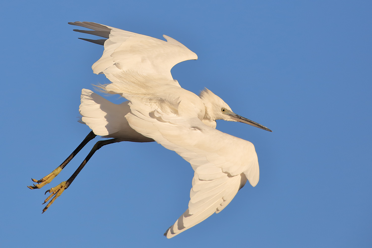    Egretta garzetta Little Egret