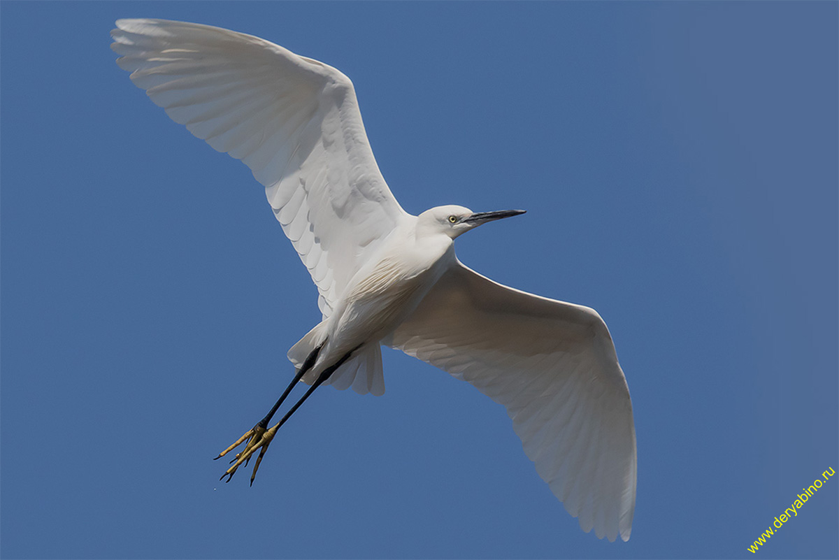    Egretta garzetta Little Egret