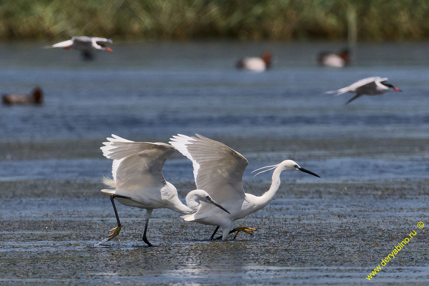    Egretta garzetta Little Egret