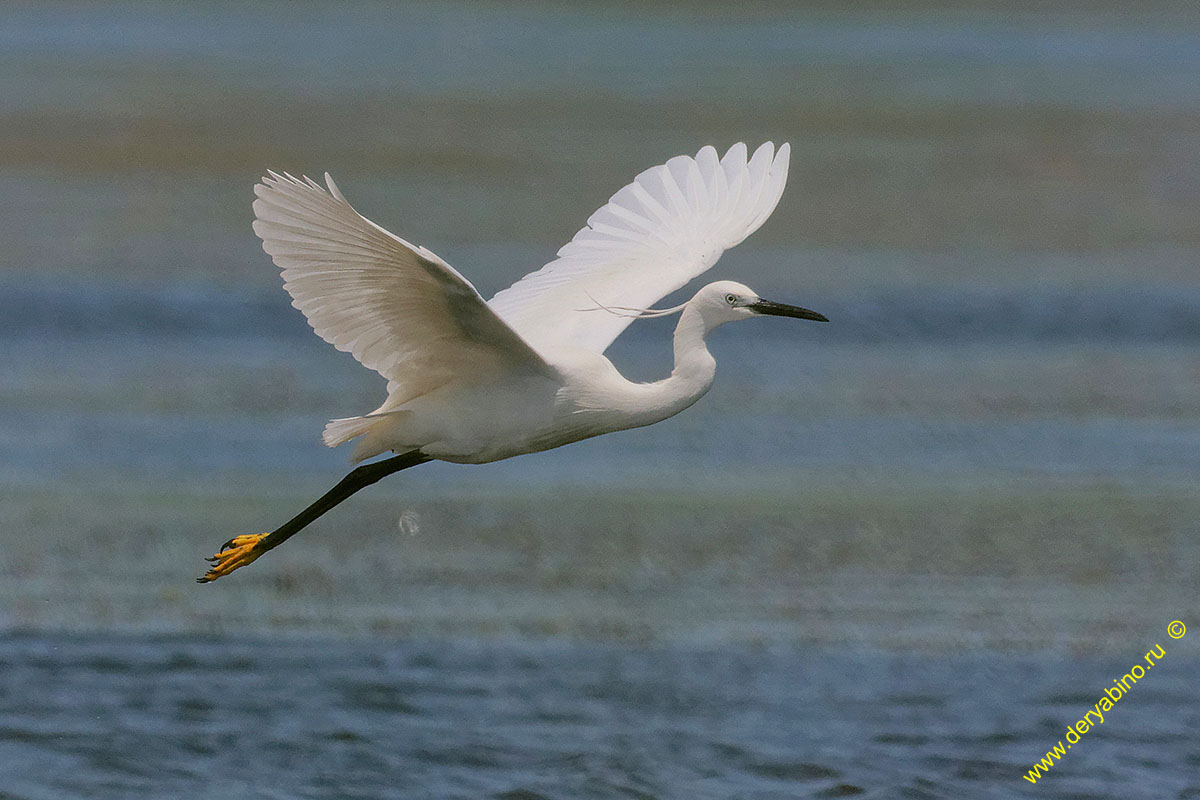    Egretta garzetta Little Egret