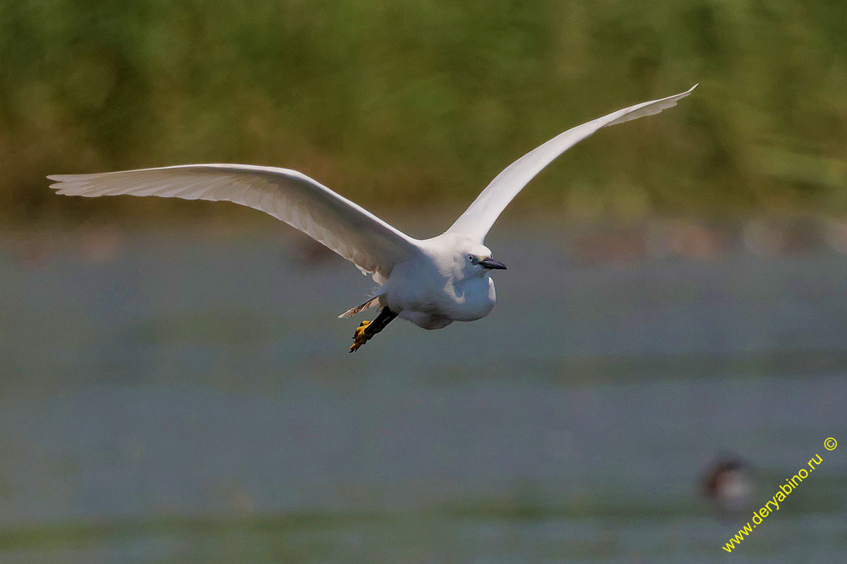    Egretta garzetta Little Egret