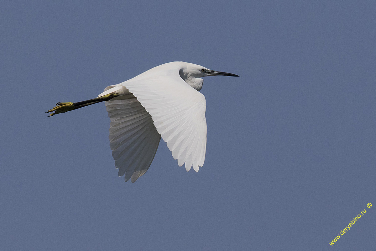    Egretta garzetta Little Egret