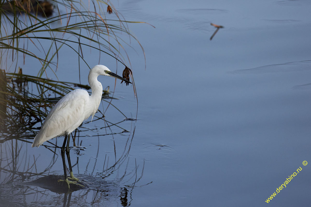    Egretta garzetta Little Egret