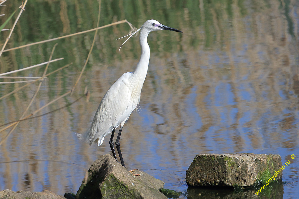    Egretta garzetta Little Egret